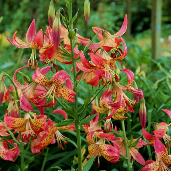 Lilium Fusion Lilium Fusion