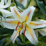 Lilium Garden Party Pklilgpa - Garden Express Australia
