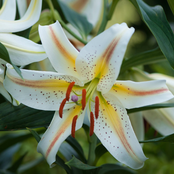Lilium Garden Party Lilium Garden Party