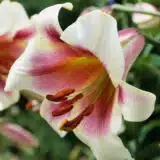 Lilium Passion Moon Pklilpmo - Garden Express Australia
