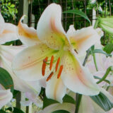 Lilium Salmon Party Lilium Salmon Party