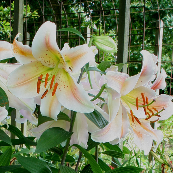 Lilium Salmon Party Lilium Salmon Party