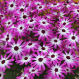 Pericallis Senetti Magenta Bicolour P68persmb - Garden Express Australia