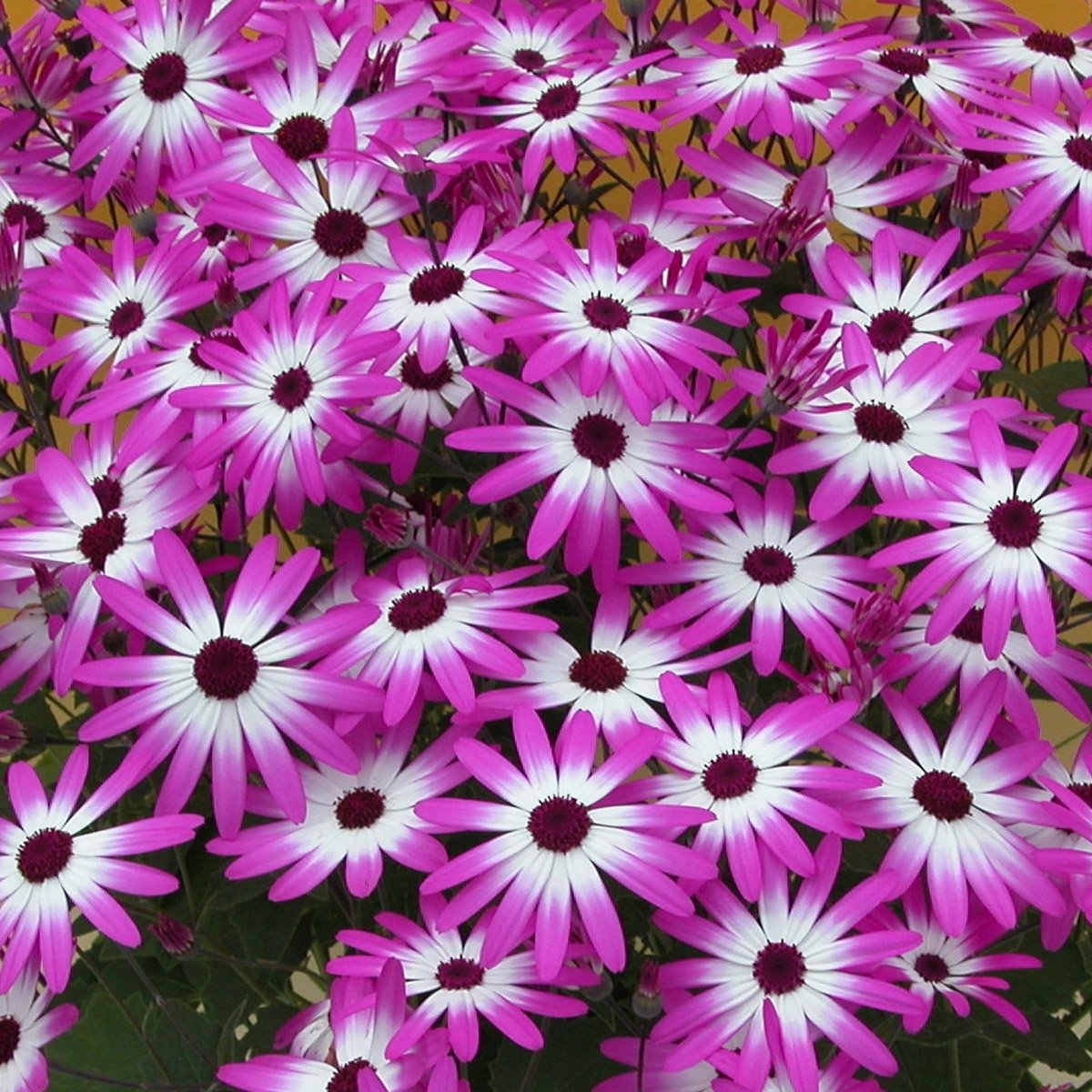 Pericallis Senetti Magenta Bicolour Pericallis Senetti Magenta Bicolour