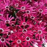 Pericallis Senetti Red Halo Pericallis Senetti Red Halo