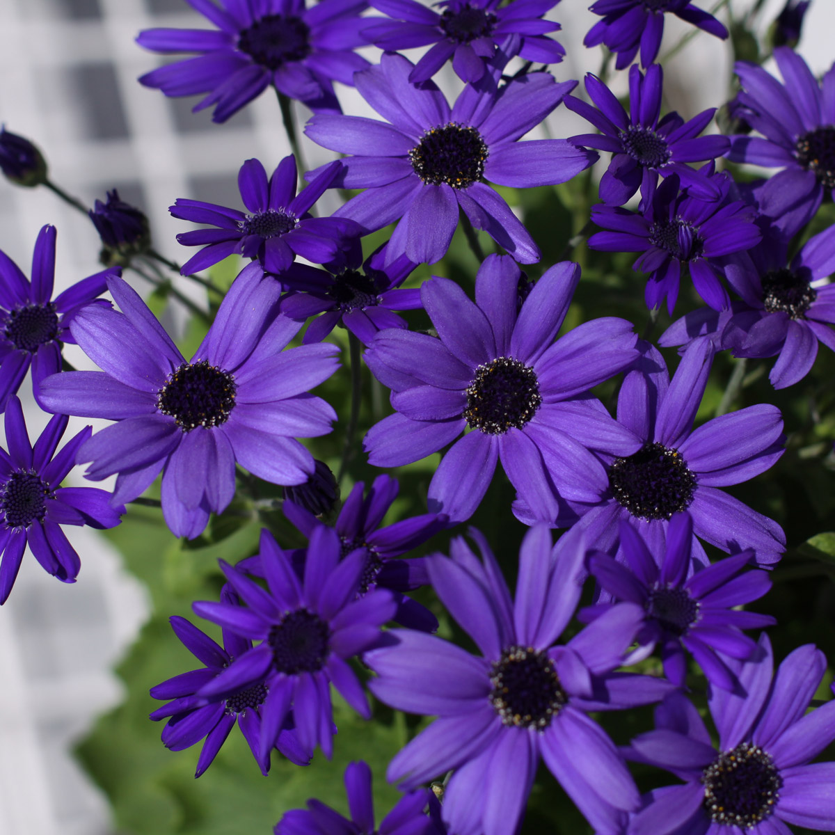 Pericallis Senetti Super Blue Pericallis Senetti Super Blue