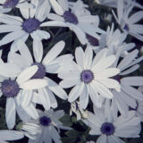 Pericallis Senetti White Pericallis Senetti White