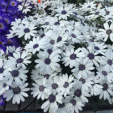 Pericallis Senetti White P68perswh - Garden Express Australia