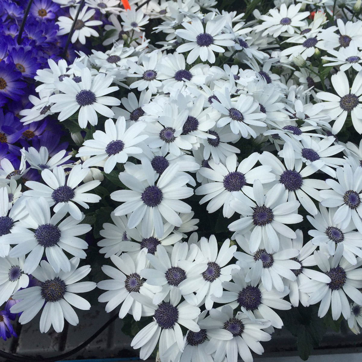 Pericallis Senetti White Pericallis Senetti White