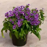 Phlox Popstars Blue Phlox Popstars Blue