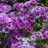 Phlox Popstars Blue P68phlpbl - Garden Express Australia