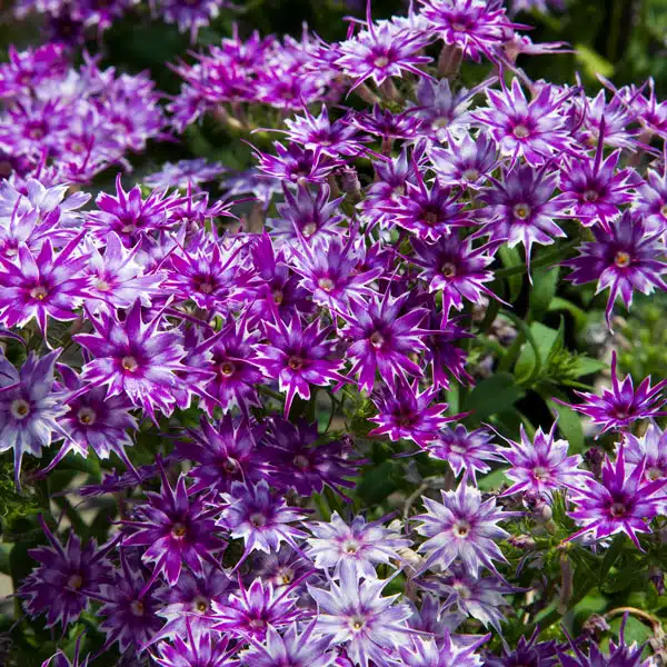 Phlox Popstars Blue Phlox Popstars Blue