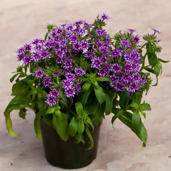Phlox Popstars Blue Phlox Popstars Blue