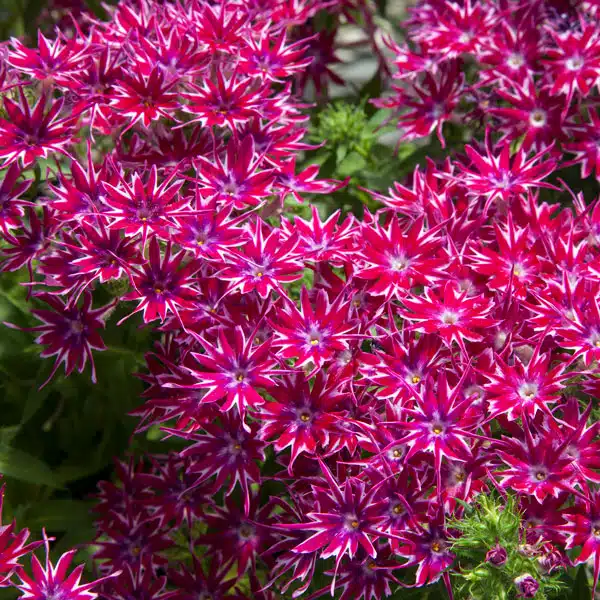 Phlox Popstars Purple Phlox Popstars Purple