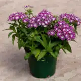 Phlox Popstars Purple With Eye Phlox Popstars Purple With Eye