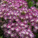 Phlox Popstars Purple With Eye Phlox Popstars Purple With Eye