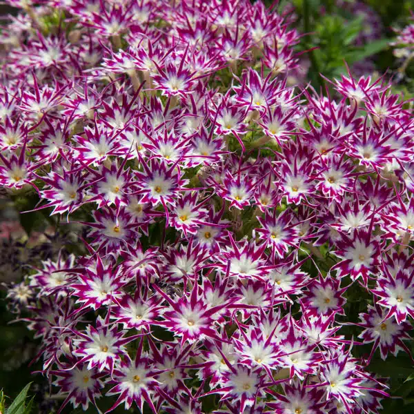 Phlox Popstars Purple With Eye