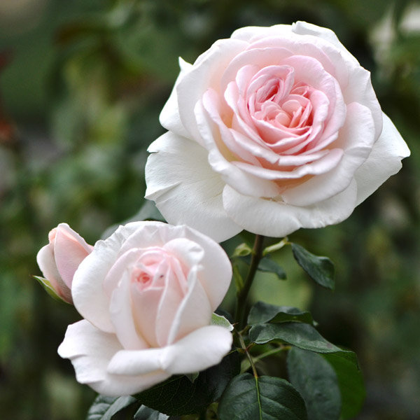 Rose Linked Hearts Rose Linked Hearts