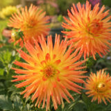 Dahlia Pkdahori Oriental - Garden Express Australia