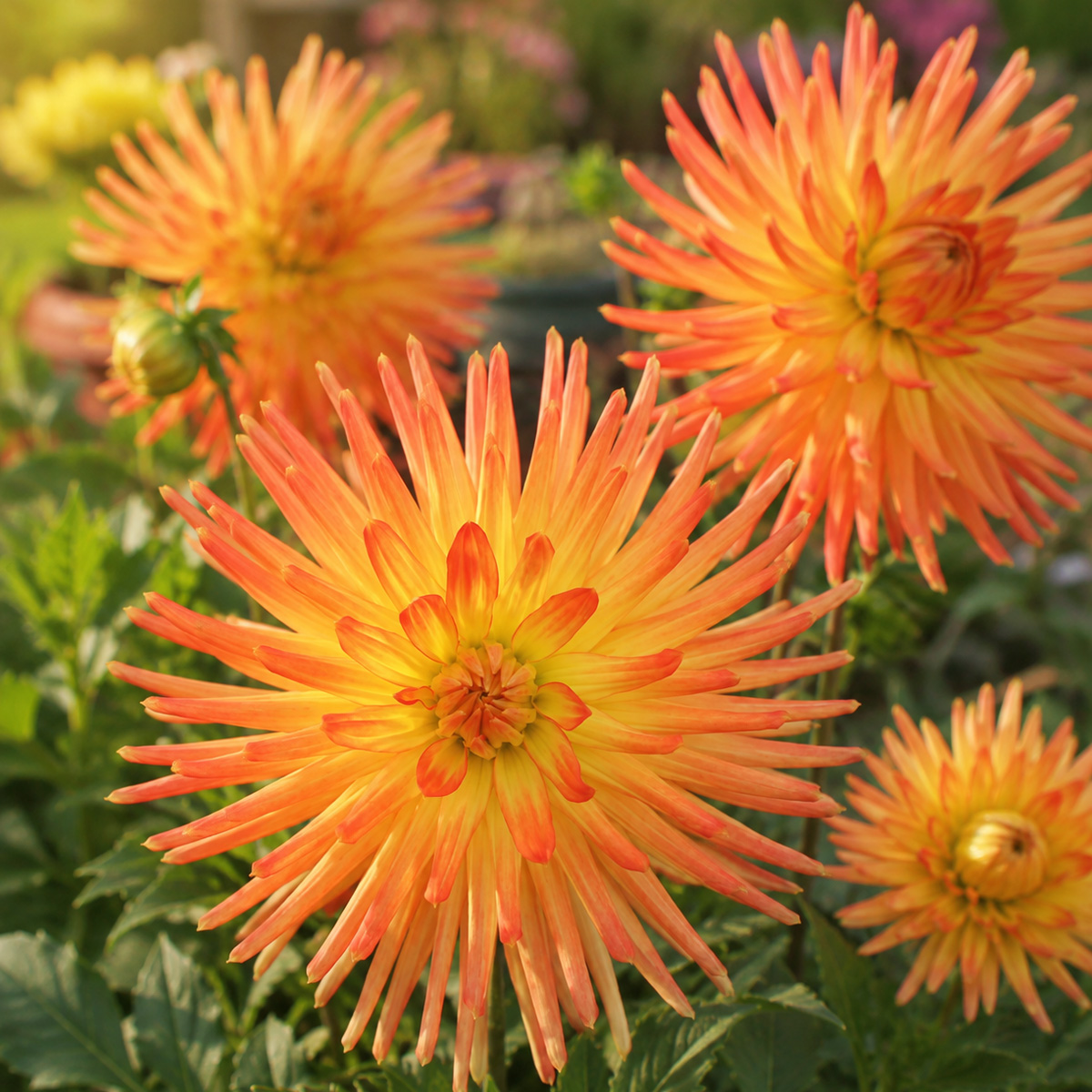 Dahlia Oriental Dahlia Oriental